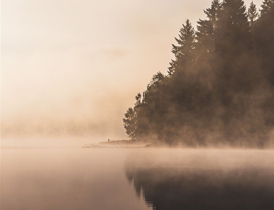 Misty lakeside with trees