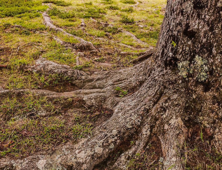 Tree roots in the earth